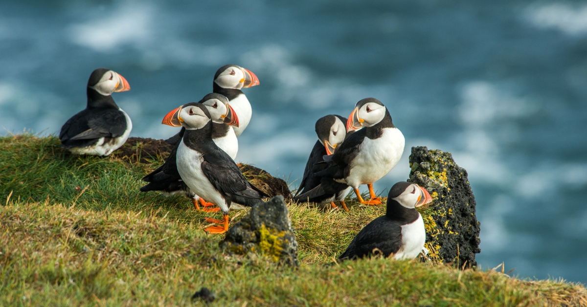 Puffin, Heimaey coast, South Iceland 