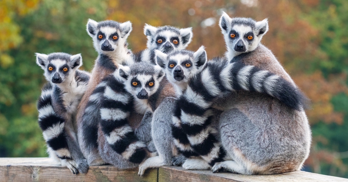 A group of resting lemurs katta