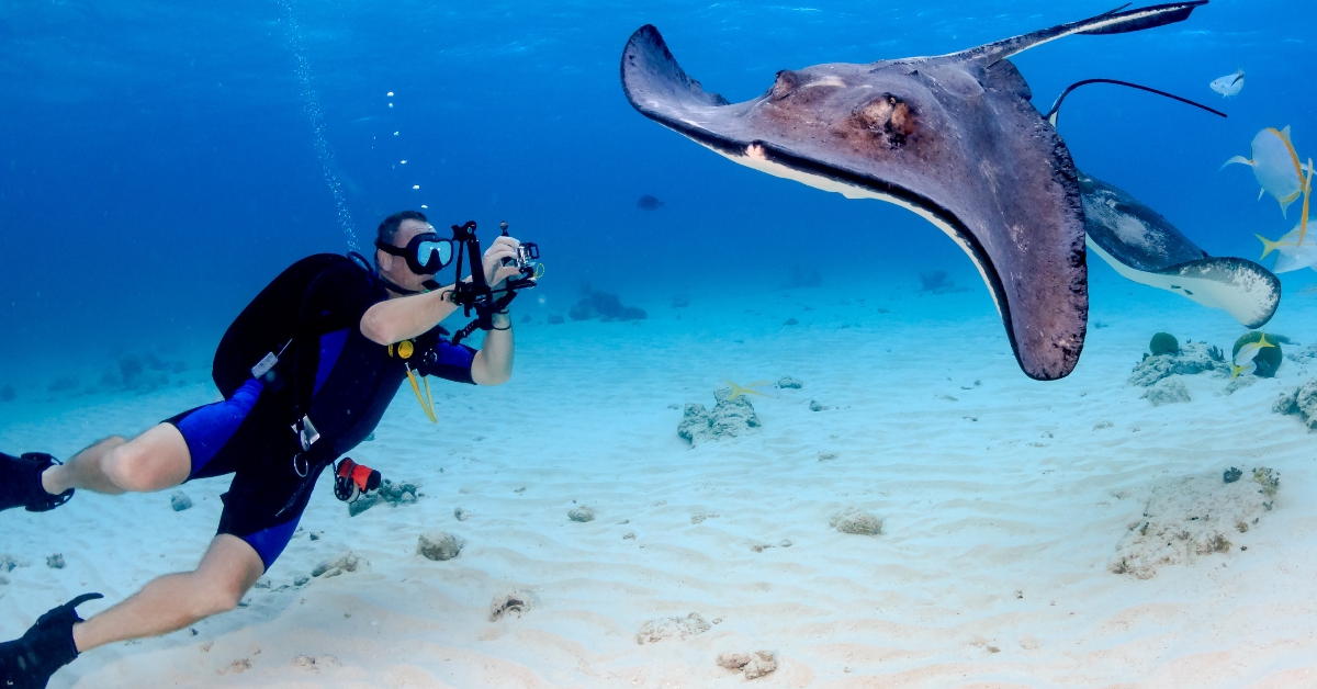 SCUBA diver and Stingray underwater
