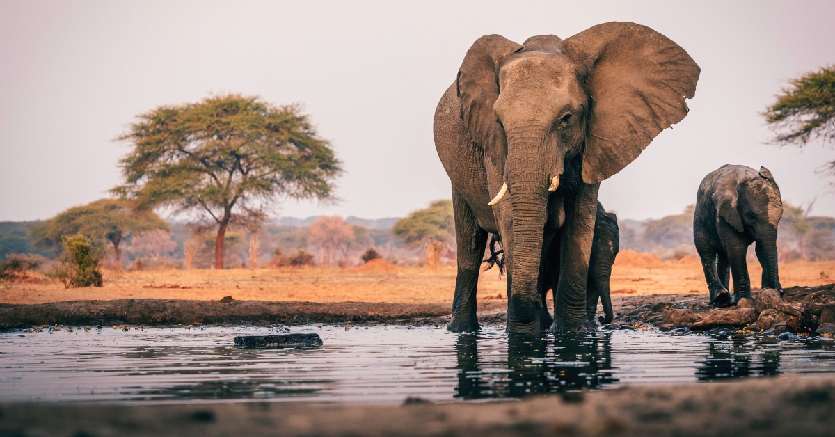 Elephant cow with calf at the waterhole