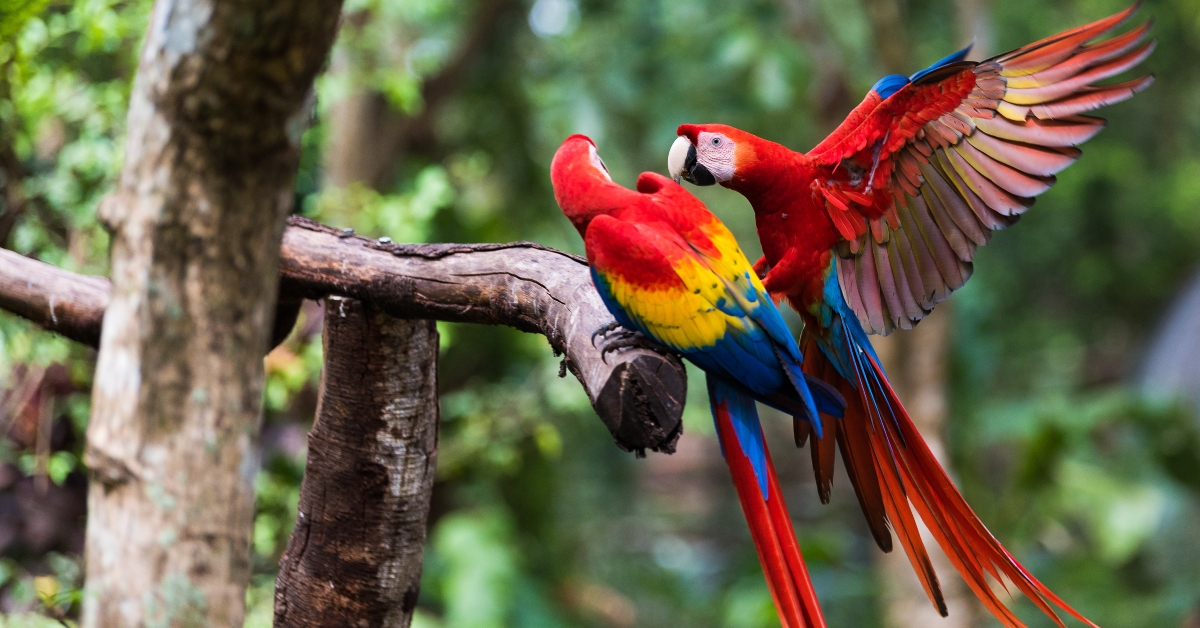 Two Scarlet Macaw