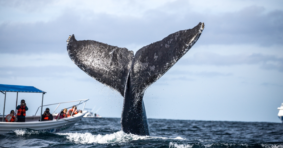 Happy whale on a whale watching touristic tour