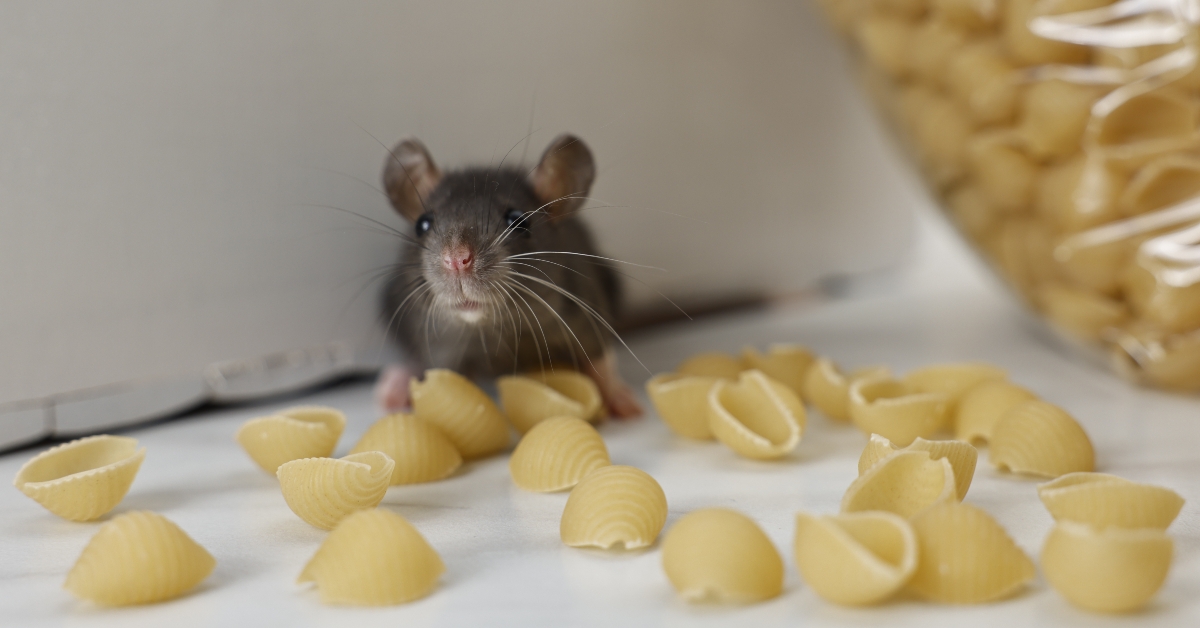 grey rat looking for food