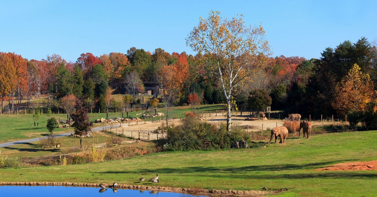 watani grasslands at the asheboro zoo