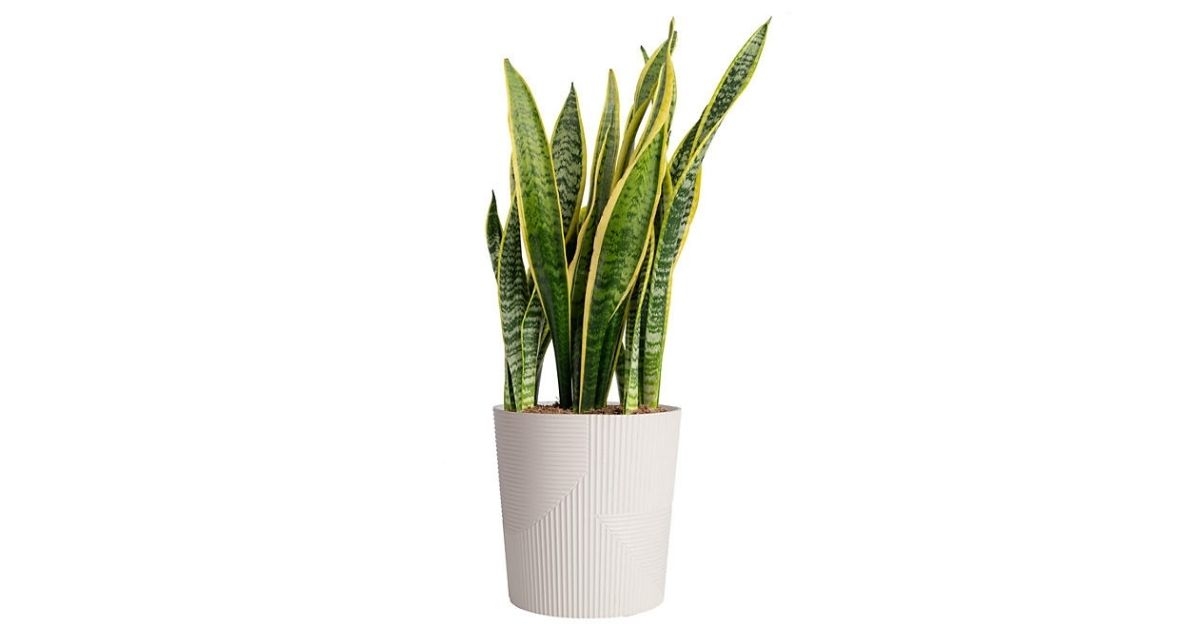 sansevieria snake plant in decorative pot