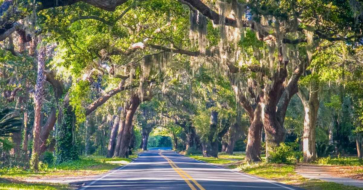 road through oak trees