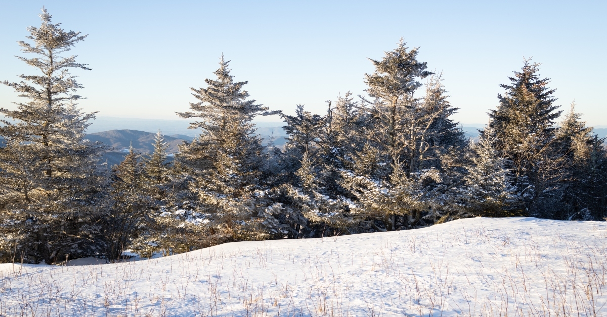 snowy winter day at roan mountain on the north carolina tennessee border