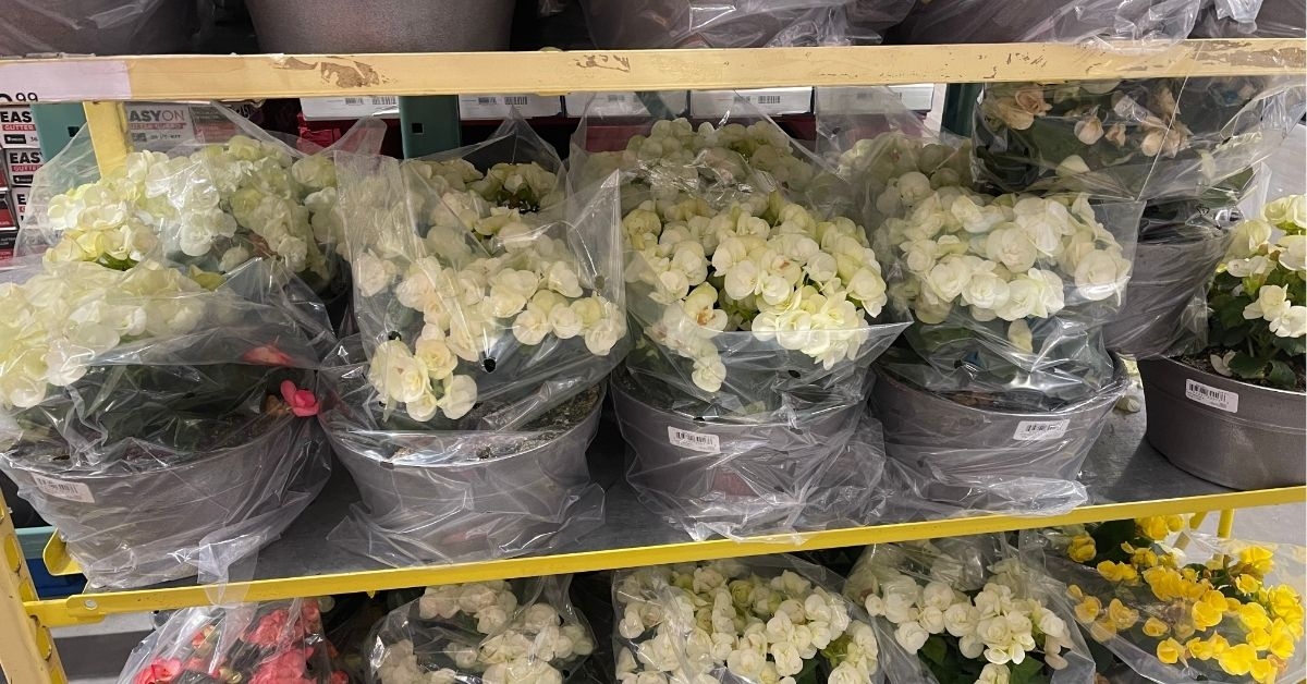 begonia tabletop planter