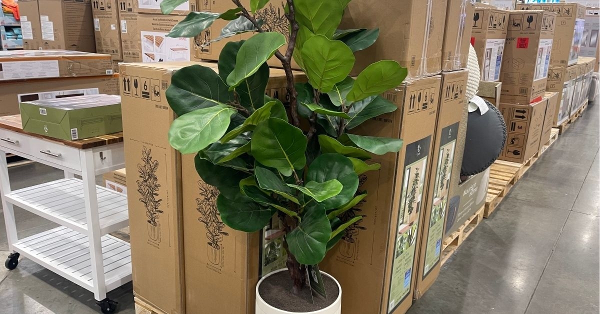 faux fiddle leaf fig tree