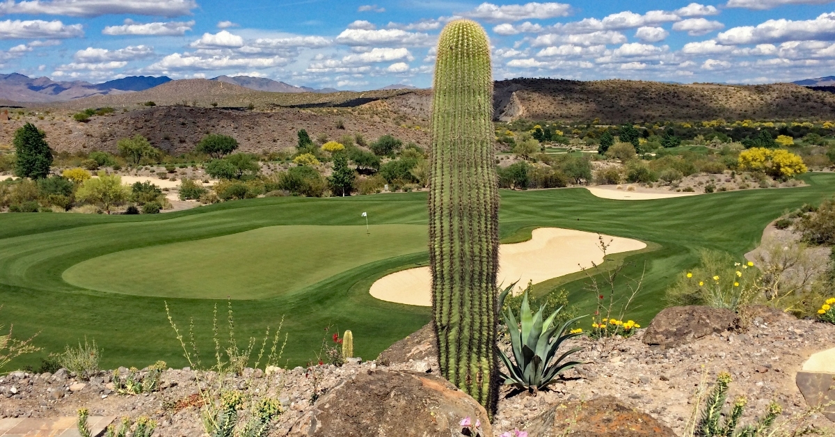 traps and cactus in wickenburg, arizona