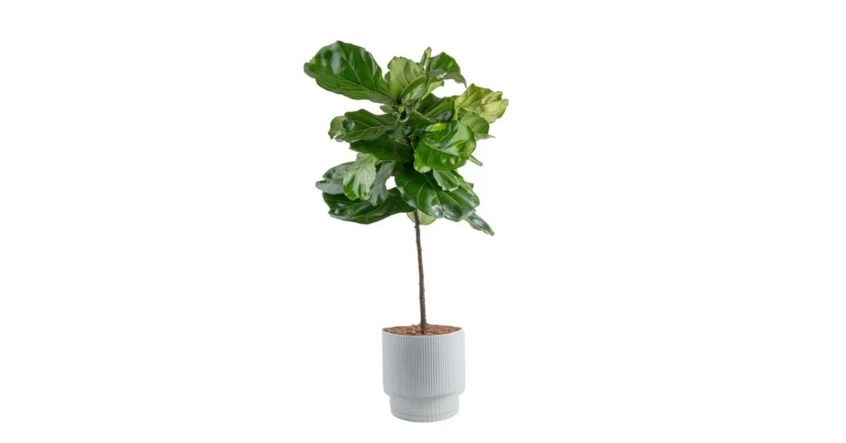 Costco Costa Farms 4ft Fiddle Leaf Fig