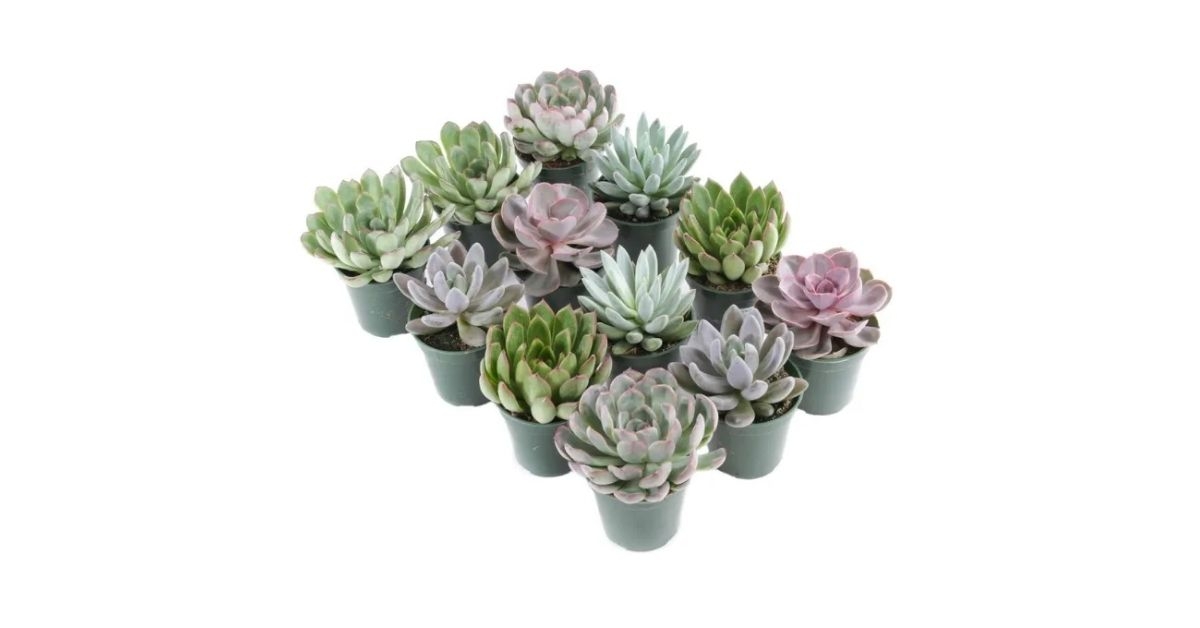 Costco Succulent Assortment