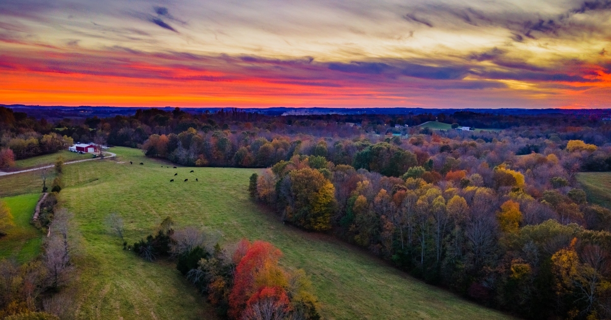 red sky sunset over autumn forest