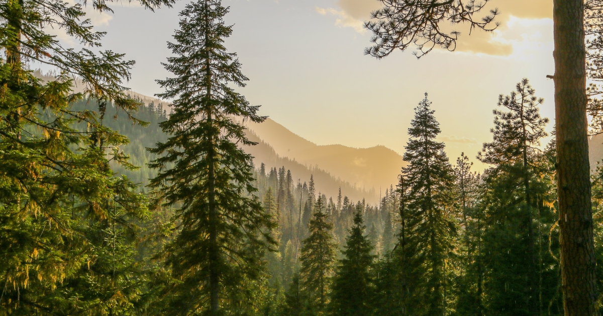 conifer forest after rain before sunset