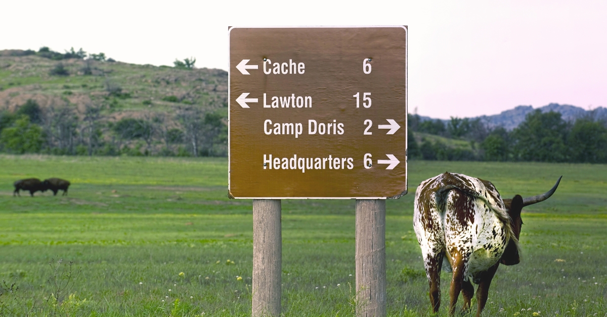 oklahoma longhorn
