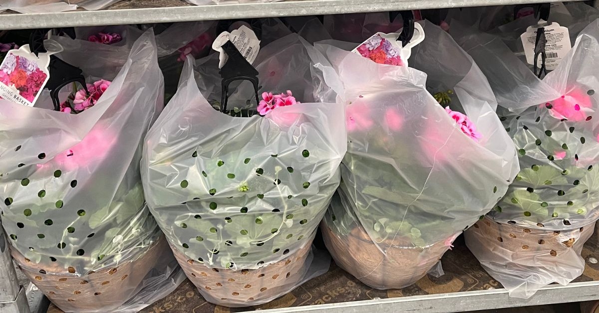 12 inch annual hanging basket 