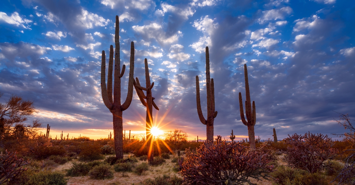 Saguaro cactus and Arizona desert