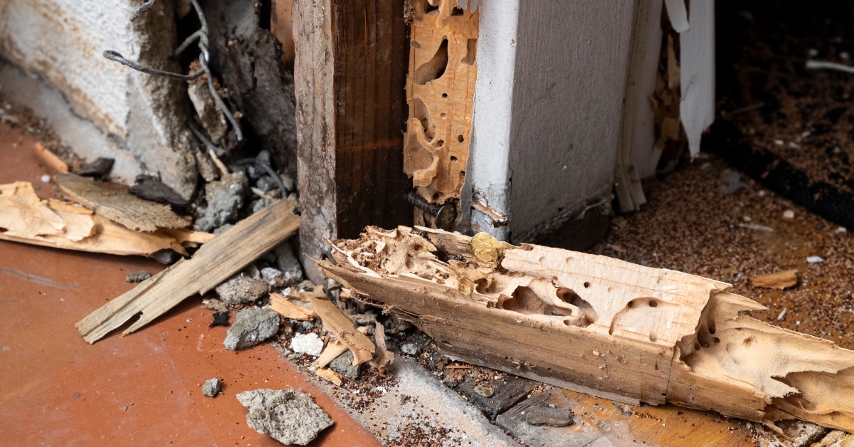 termite home damages