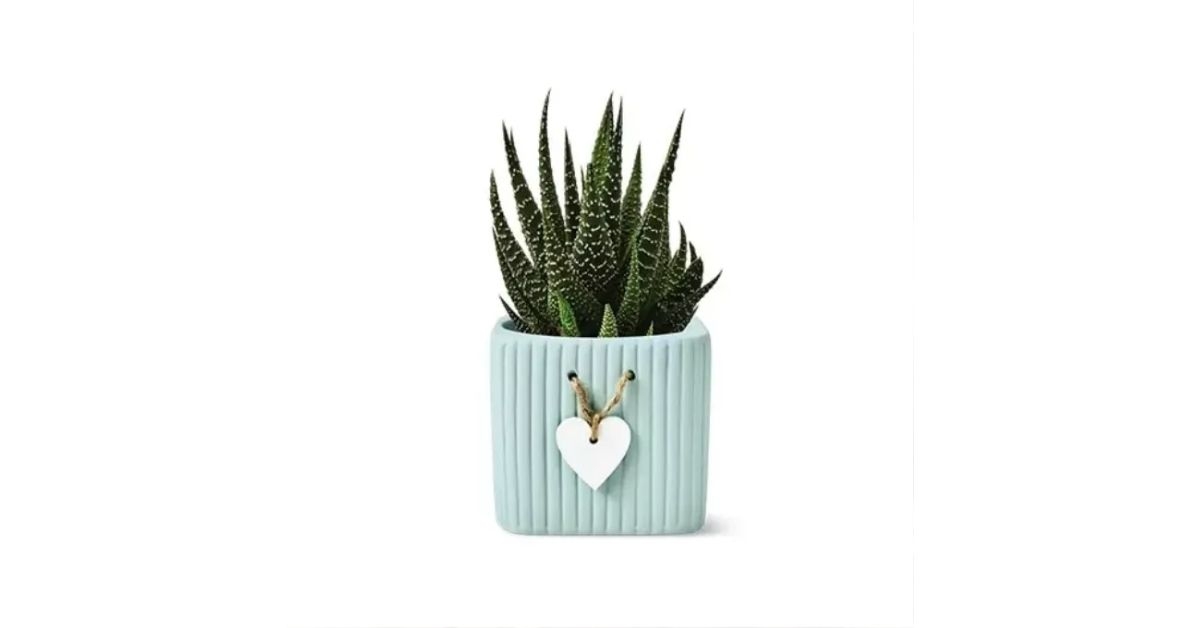 succulent