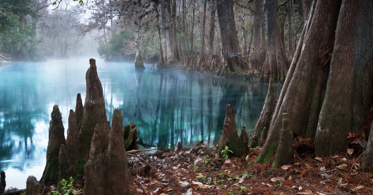 The roots of bald cypress trees