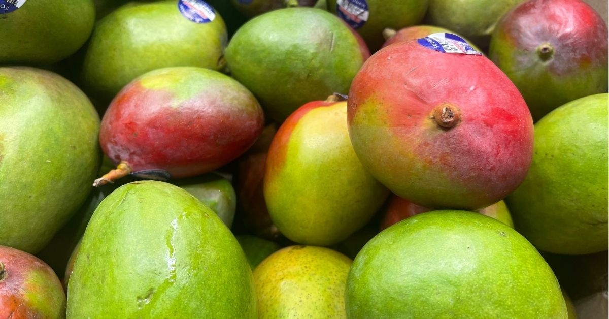 ripe and unripe mangoes displayed