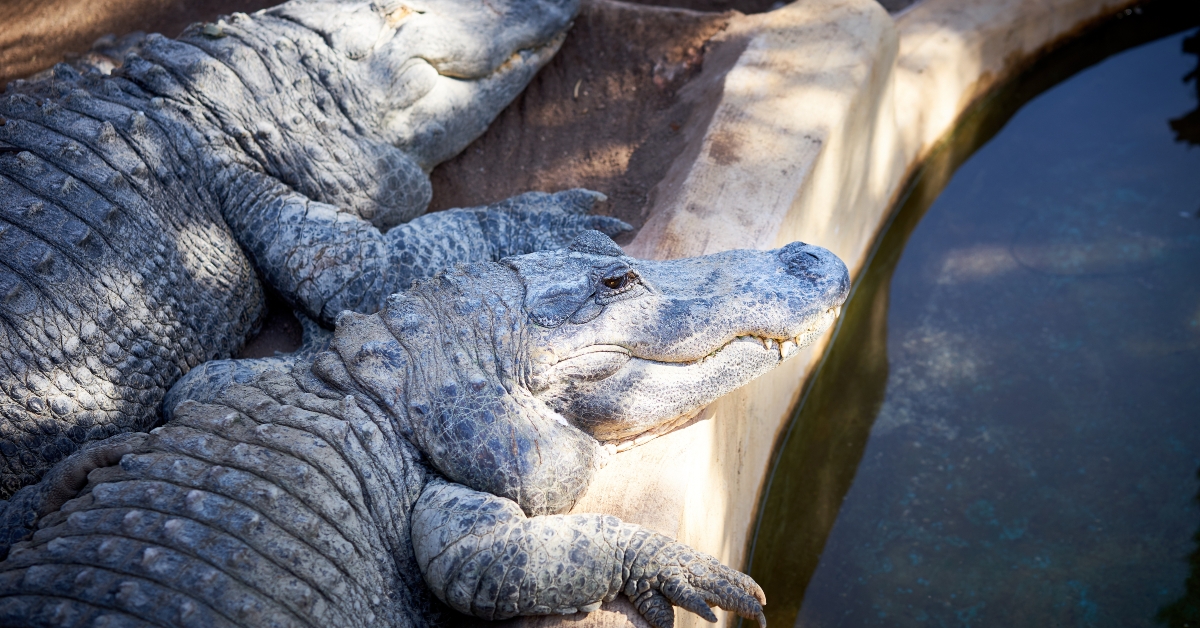 alligator on a farm in florida