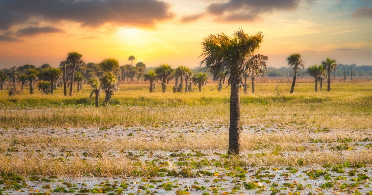 sunset at the stick marsh fellsmere florida 