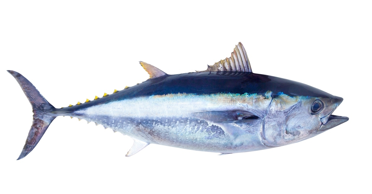 bluefin tuna thunnus thynnus