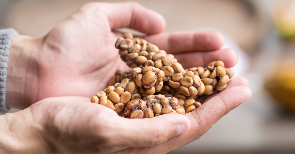 kopi luwak or civet coffee