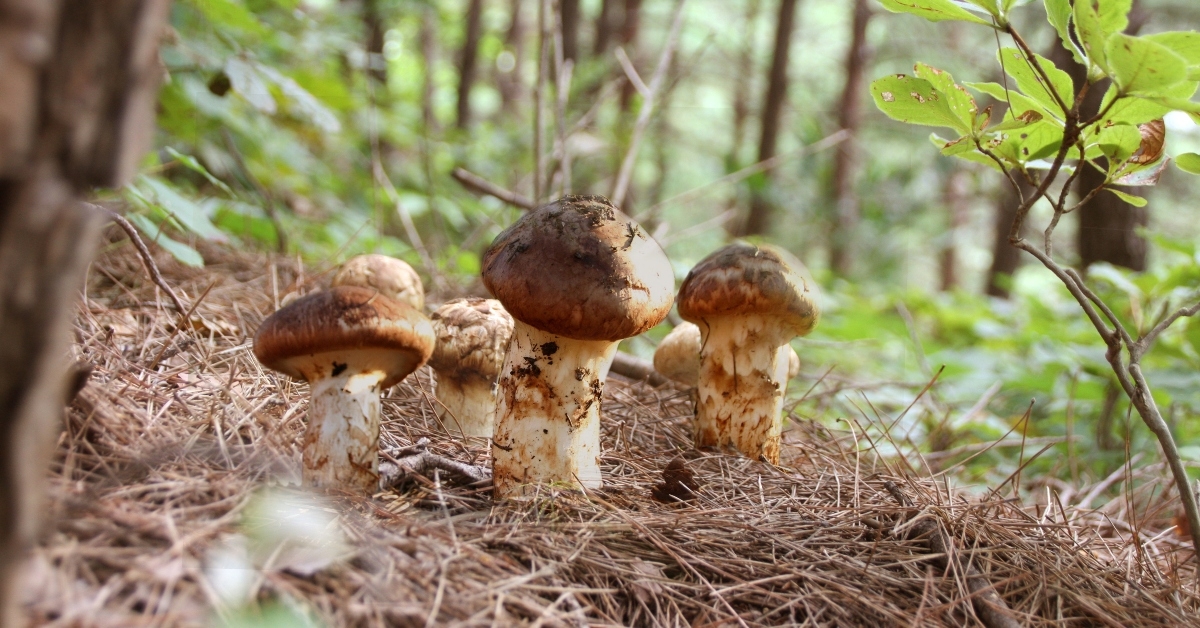 matsutake mushrooms
