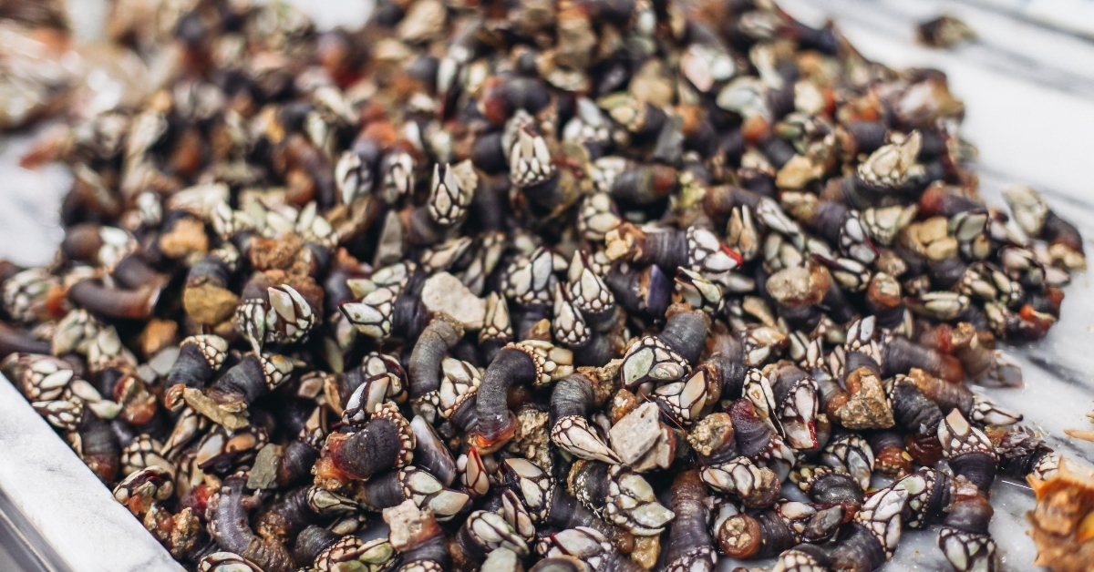 spanish percebes on a market 
