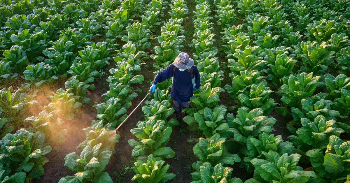  agricultural workers in green tobacco