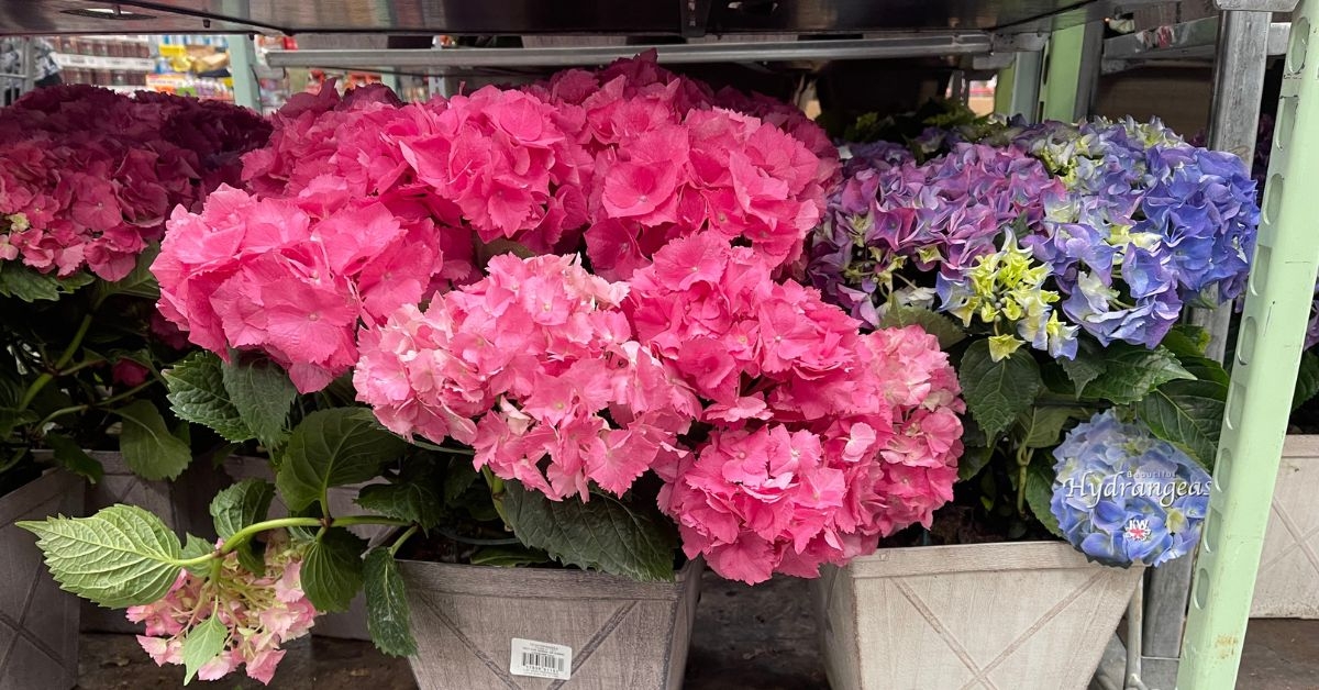 hydrangeas in a pot displayed