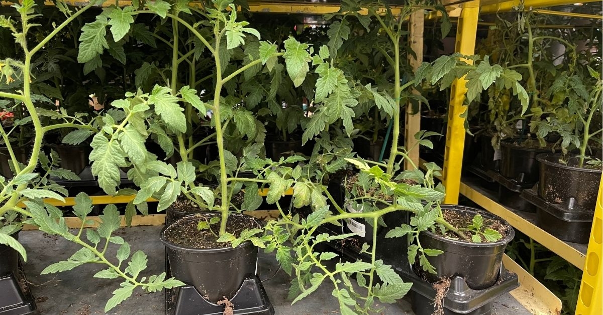 pack vegetable plants