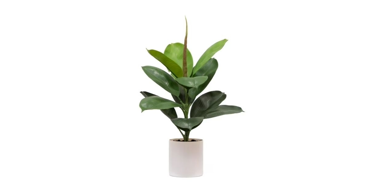 fiddle leaf fig plant