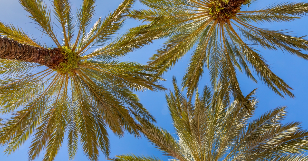 urban palm tree canopy