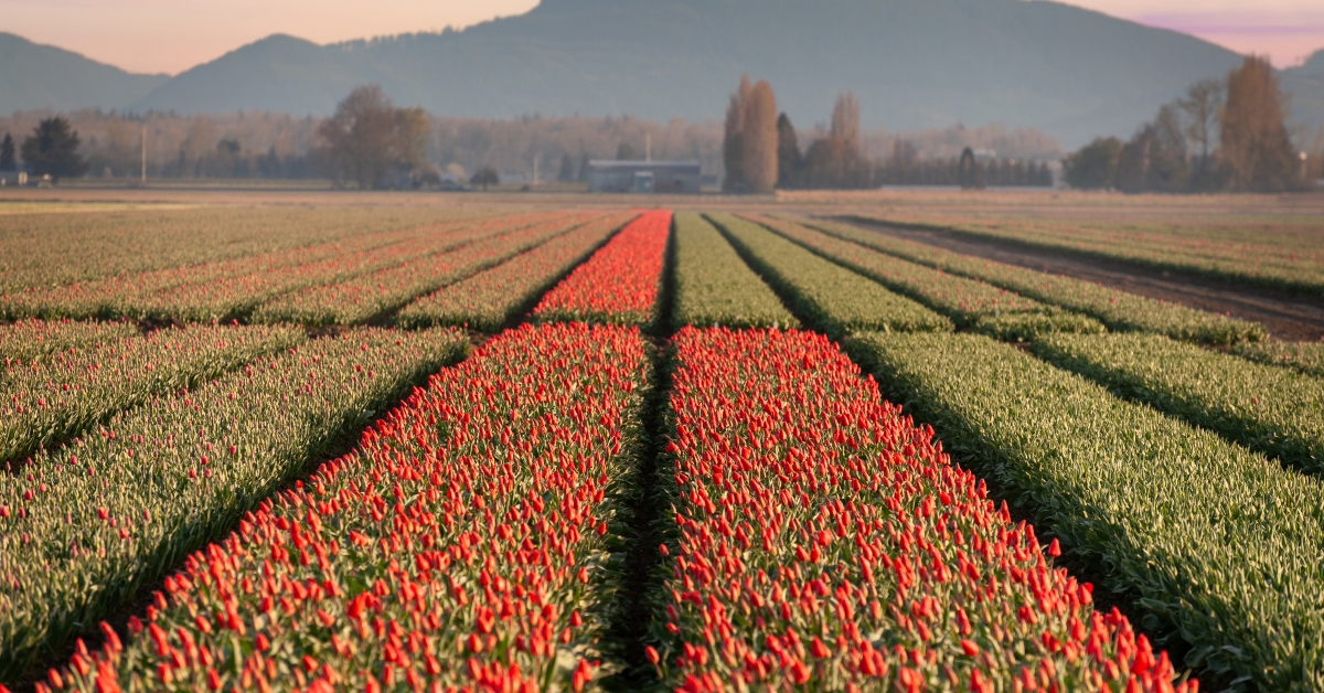 colorful tulip flowers