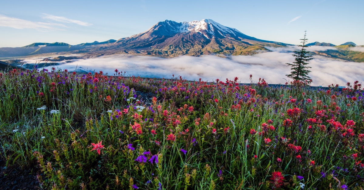 mount st helens in summer 