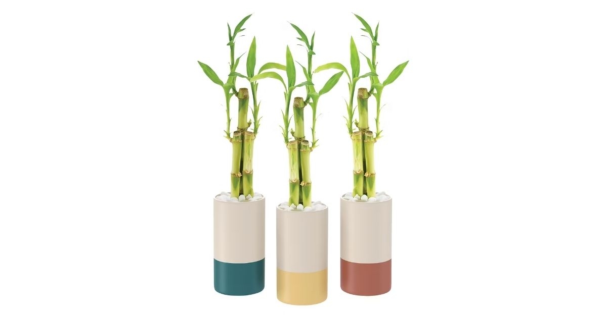 lucky bamboo