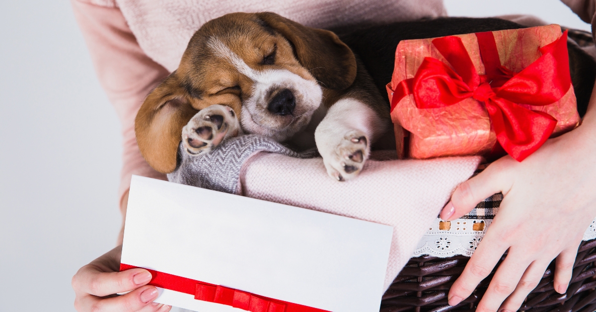 beagle puppy sleeping in the basket