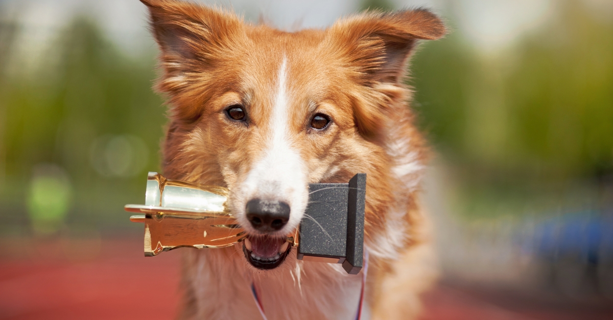 border collie dog wins 