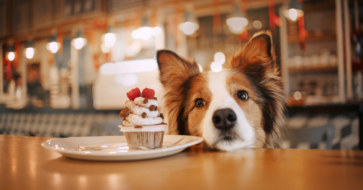 collie dog begging for a cupcake