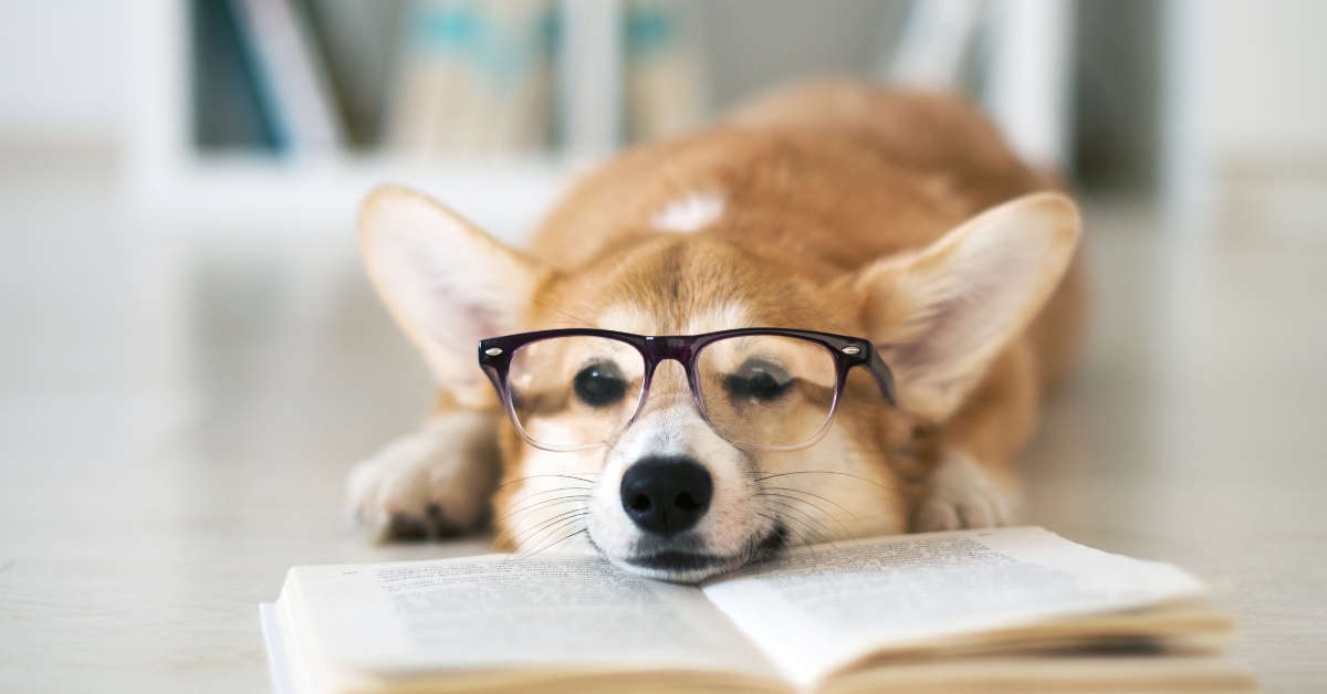 dog reading book 