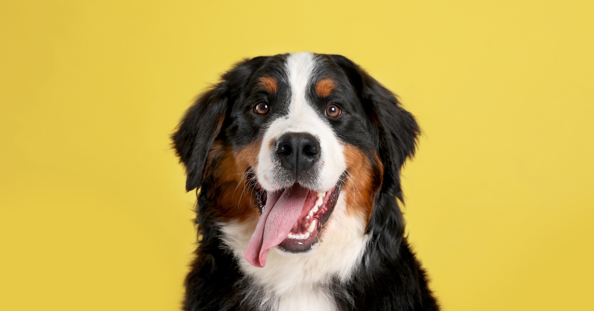 funny bernese mountain dog