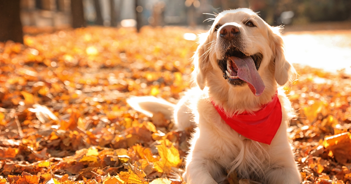 golden retriever in sunny autumn park 