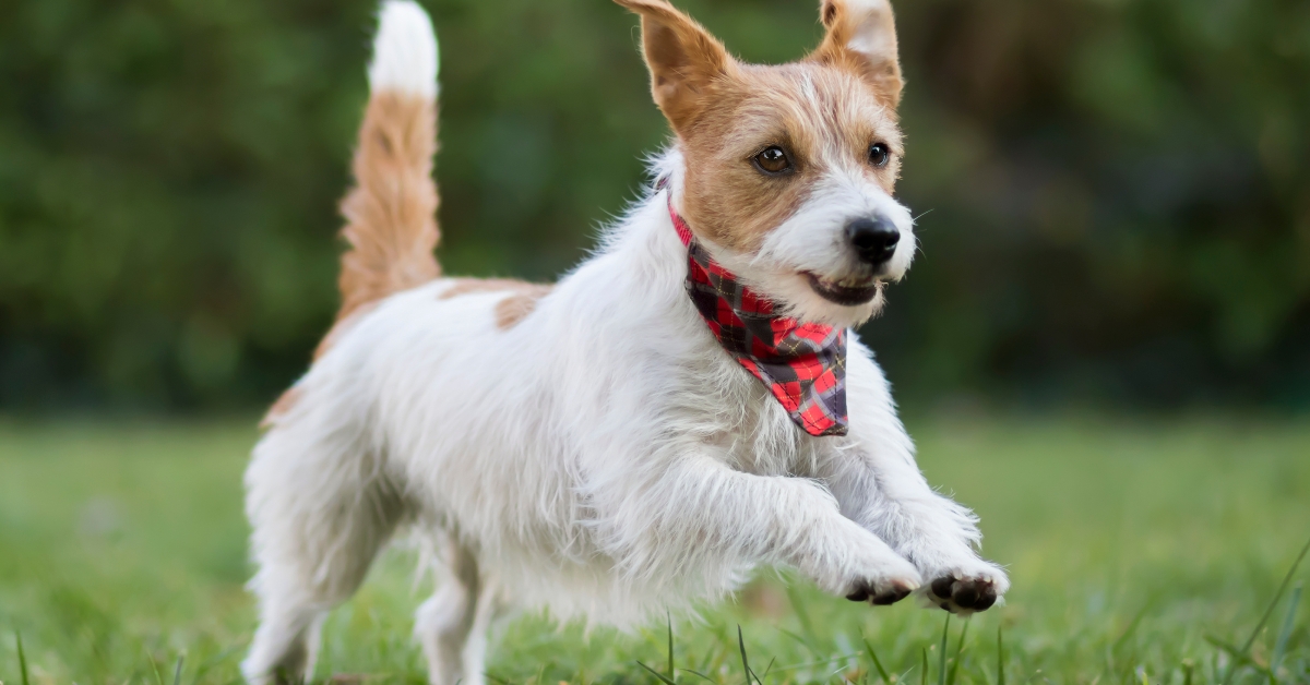 happy dog jumping in the grass