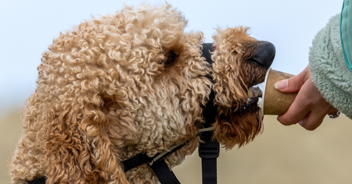 poodle enjoying a pup cup treat