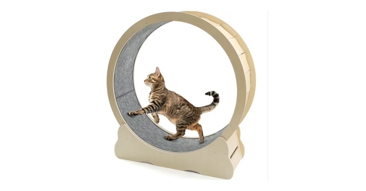 yodolla cat treadmill