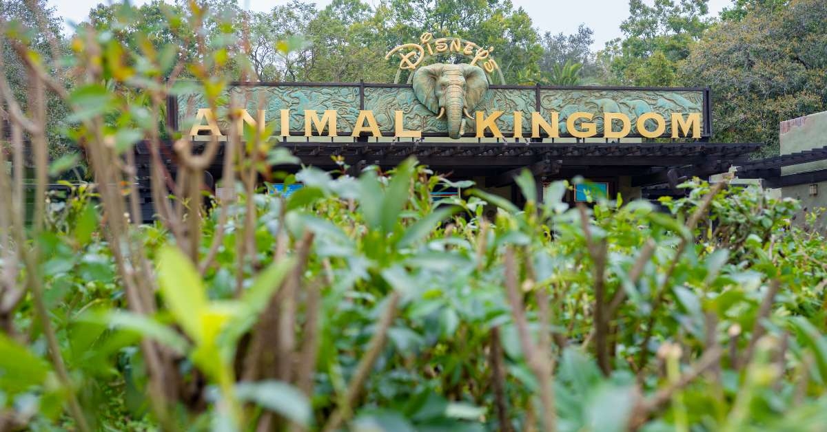 closeup view of disney world