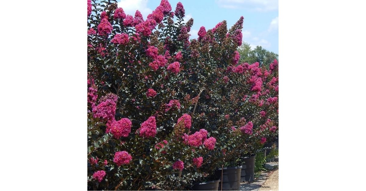 simpson nurseries plum magic crape myrtle